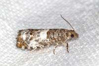 Notocelia trimaculana