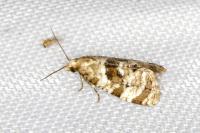 Phalonidia manniana