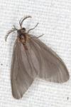 Sterrhopterix fusca