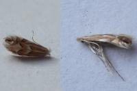 Phyllonorycter esperella