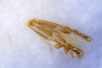 Phyllonorycter esperella