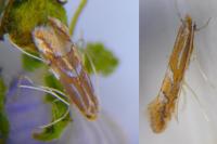 Phyllonorycter esperella
