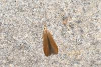 Coleophora