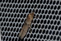 Blastobasis phycidella