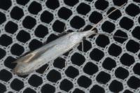 Coleophora