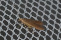 Haplochrois ochraceella