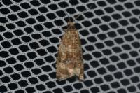 Celypha lacunana