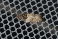 Gypsonoma dealbana