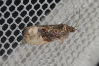 Hedya nubiferana