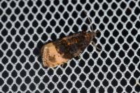 Hedya ochroleucana