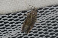 Zeiraphera isertana