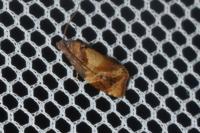 Ditula angustiorana