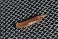 Ypsolopha parenthesella