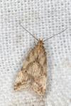 Brachmia blandella
