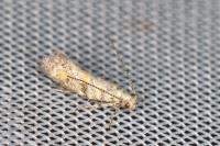 Chrysoesthia atriplicella