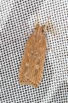Helcystogramma triannulella