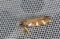 Oxypteryx wilkella