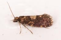 Diplodoma laichartingella
