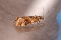Lobesia reliquana