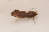 Incurvaria oehlmanniella
