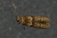 Blastobasis phycidella