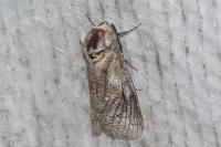 Cossus cossus
