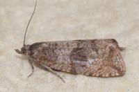 Celypha striana