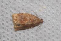 Archips rosana