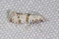 Scythropia crataegella