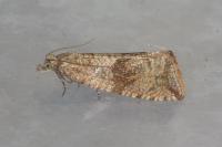 Celypha striana