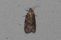 Cnephasia