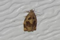 Archips crataegana
