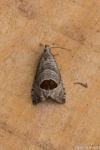 Notocelia uddmanniana