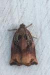 Archips podana
