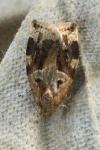 Archips xylosteana