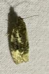 Apotomis turbidana