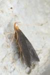 Eurodachtha pallicornella