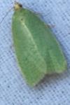 Tortrix viridana