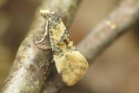 Cochylis nana
