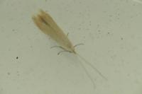 Coleophora