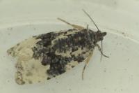 Apotomis turbidana