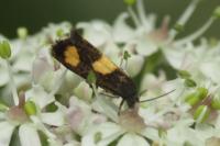 Pammene aurana