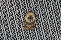 Acleris variegana