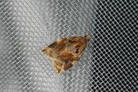 Archips xylosteana