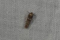 Blastobasis phycidella
