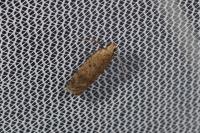 Bryotropha