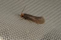 Cephimallota crassiflavella