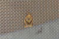Clepsis consimilana