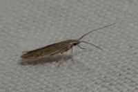 Coleophora