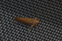 Crassa unitella